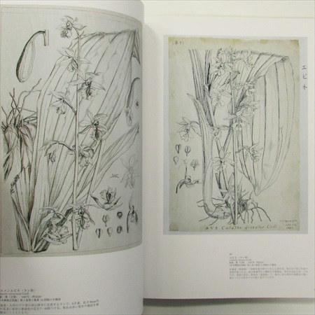 牧野富太郎と植物画展